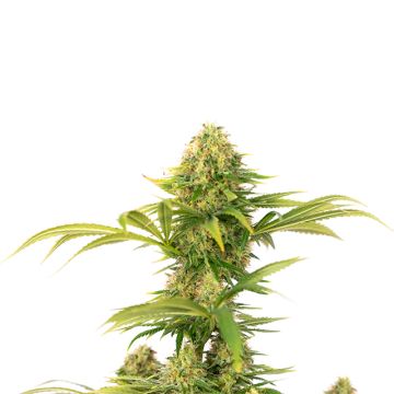 Super Skunk Photo Fem