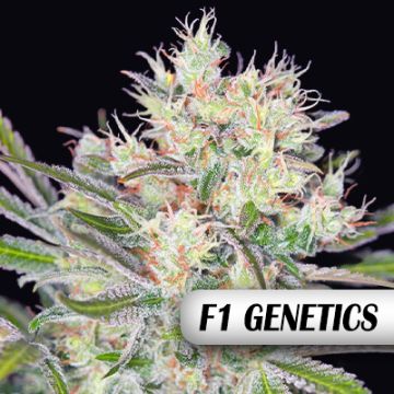 Sweet Afghan Delicious F1 Auto Fem