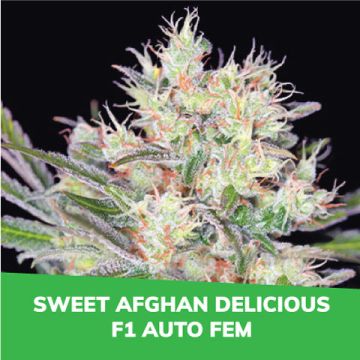 Sweet Afghan Delicious F1 Auto Promo Card