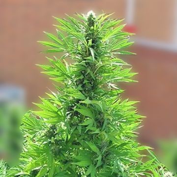 Sweet Afghan Widow Fast Photo Fem