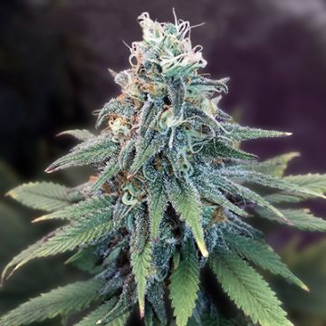 Sweet Primate Glue Photo Fem