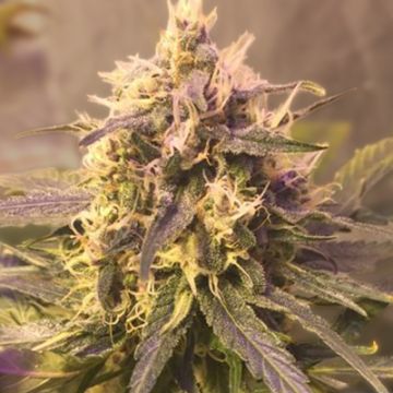 Sweet Kush Photo Fem