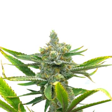 Sweet Tooth Auto Fem