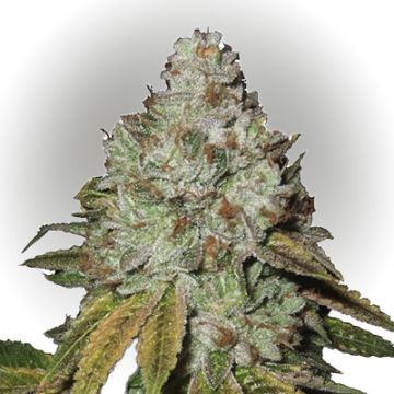 Tahoe OG Auto Fem