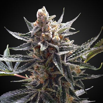 Tangie Chocolope Photo Fem