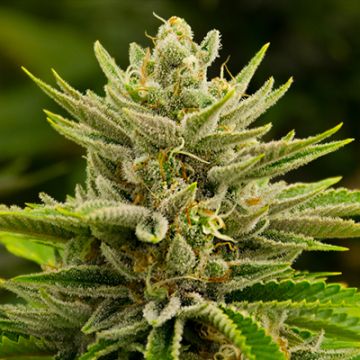 Tangie Kush Photo Reg