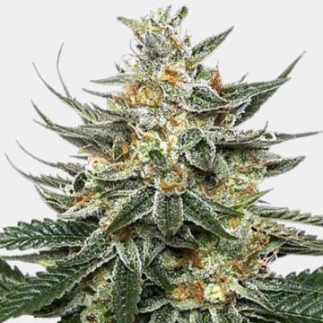 Tangie Photo Reg