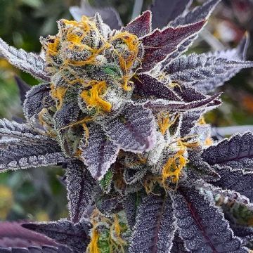 Tangie Purple Punch Photo Fem