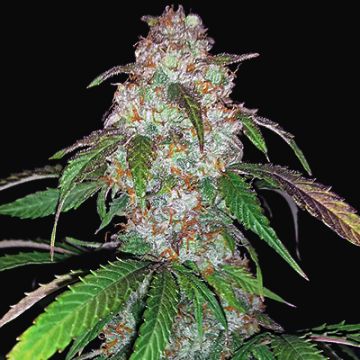 Thailand Ryder Auto Fem