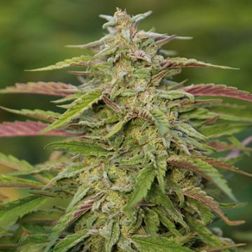 Trainwreck Auto Fem