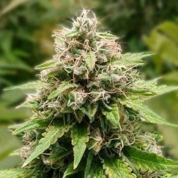 Trainwreck Fast Photo Fem