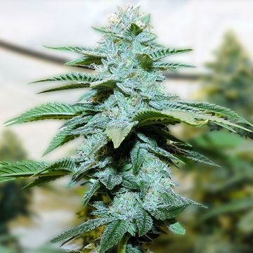 Triangle Kush Photo Reg