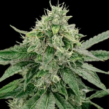 Triple XL Auto Fem