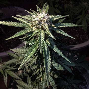 Watermelon OG Auto Fem