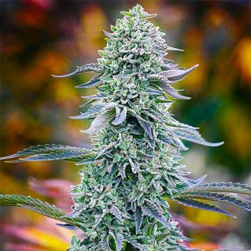 Watermelon Zkitllez Photo Fem
