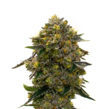 Watermelon Zkittlez Auto Fem