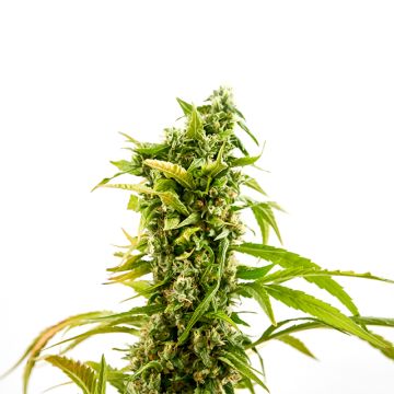 Wedding Cake Photo Fem