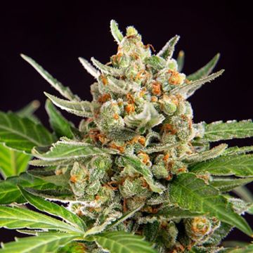 Wedding Cake Zkittlez Auto Fem