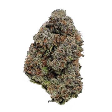 Purple Gelato Photo Fem