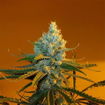 Super Lemon Haze Photo Fem