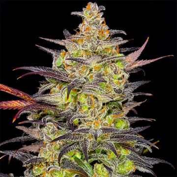 White Alien Fire Photo Fem