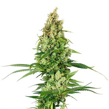 White Fire OG Photo Fem