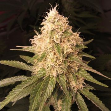 White Moscow Auto Fem