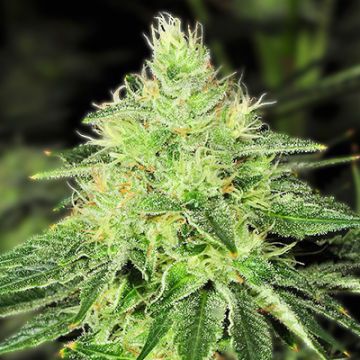 White OG Kush Photo Fem