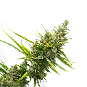 White Rhino Photo Fem