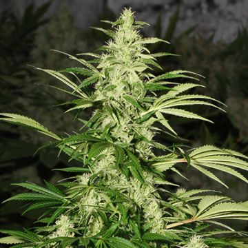 White Russian Bruce Photo Fem