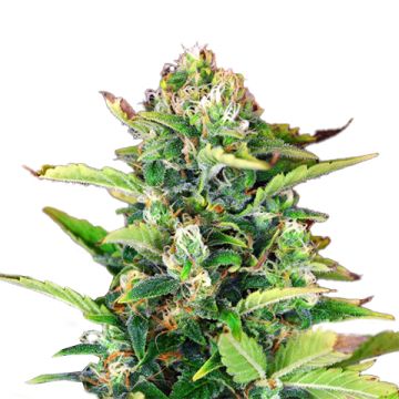 White Russian Fast Photo Fem
