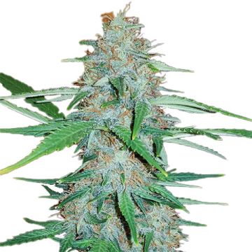 White Widow Fast Photo Fem