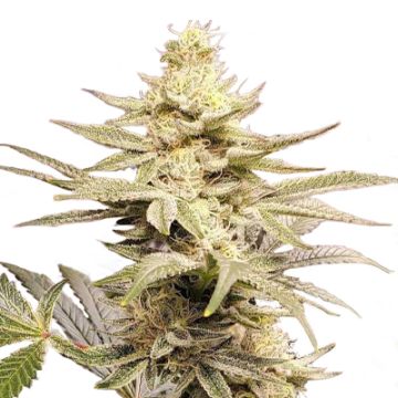 5 pack - Wifi OG Fem - Free Seeds