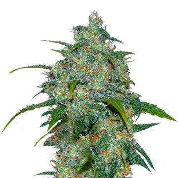 Wild Thai Photo Fem