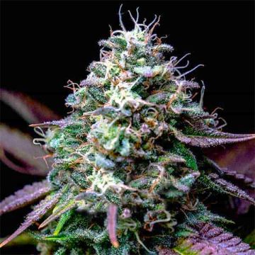 Wonka Z Photo Fem