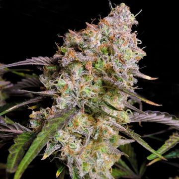 Zkitllez Primate Auto Fem