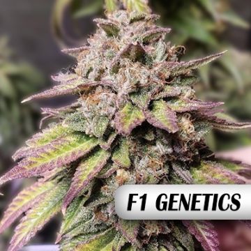 Zkitllez Purple Punch F1 Auto Fem