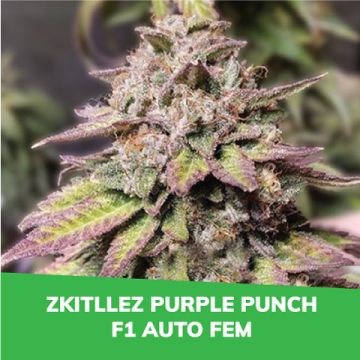 Zkitllez Purple Punch F1 Auto Promo Card