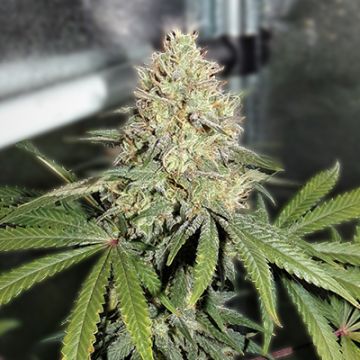 Zkittlez Fast Photo Fem