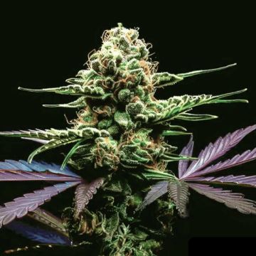 Zkittlez Grape Bubble Auto Fem