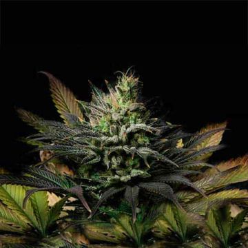 Zkittlez Kush Photo Fem