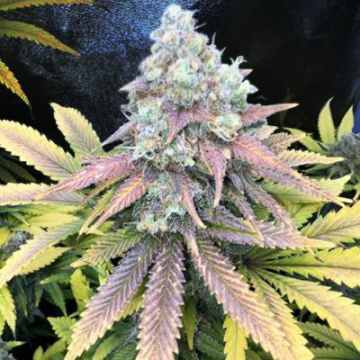 Zombie Death Fuck Photo Fem