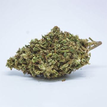 Chocolate Thai Auto Fem