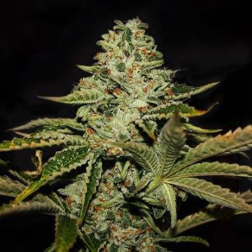 Dark Star Auto Fem