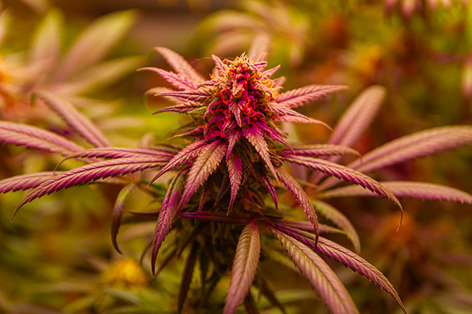 10 Best XL Strains to Buy on Kindseed.com