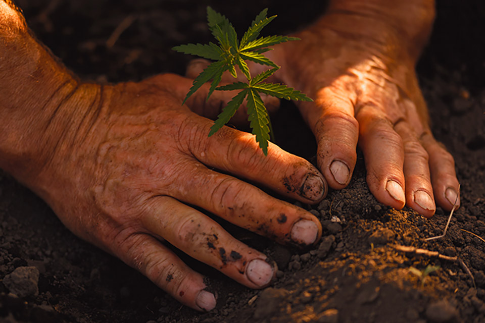 4 Weed Seed Varieties for Maximizing Your Learning Curve as a New Grower