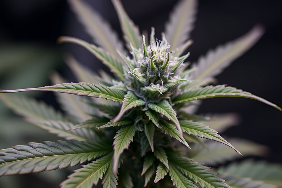 6 Reasons to Grow Weed From Regular Cannabis Seeds at Home
