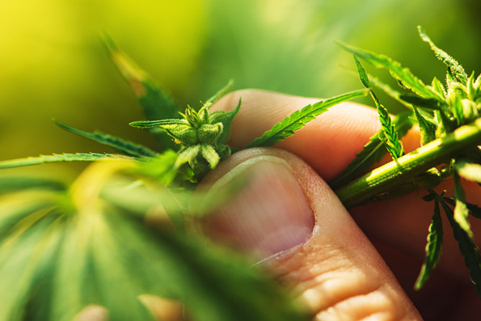 7 Things to Do With Male Cannabis Plant