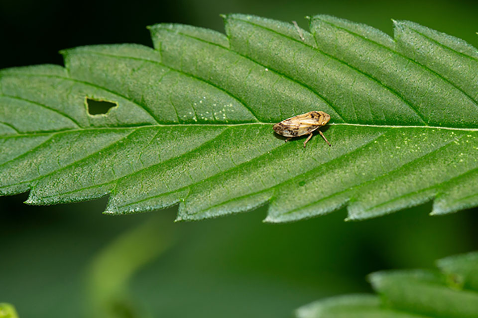 7 Ways to Protect Marijuana Plants From Pests