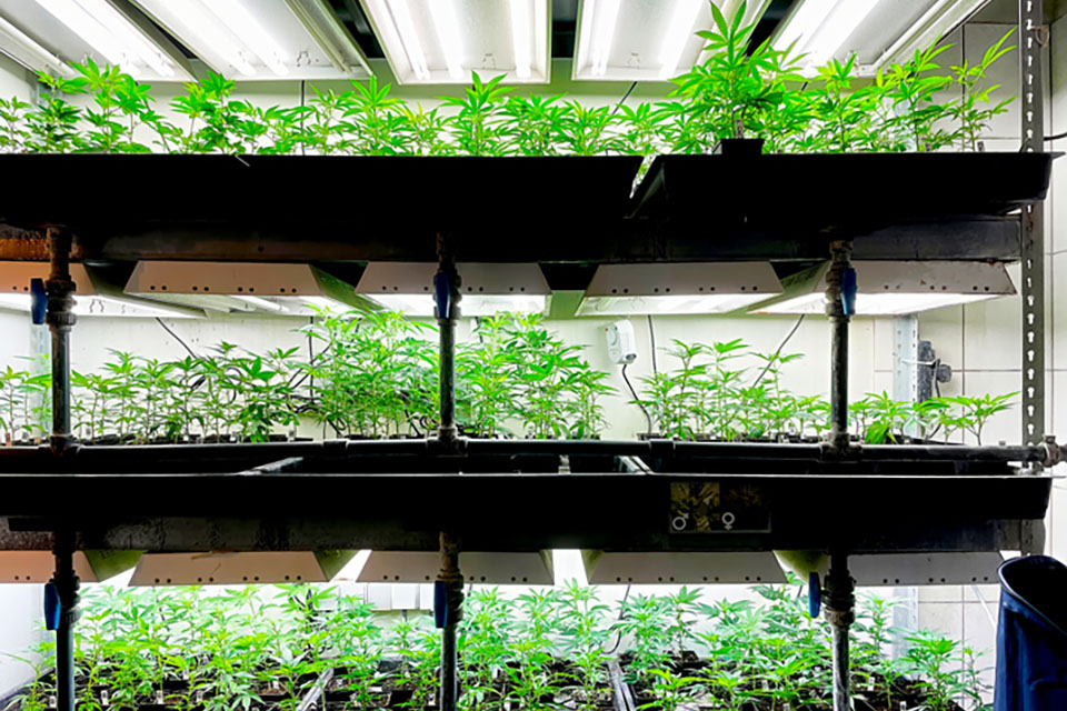 8 Benefits of Aeroponics in USA Cannabis Grow Operations